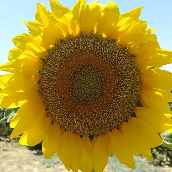 Meet your Posher, Donna - Picture 1 of 1